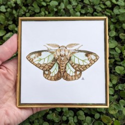 https://lyrazoe.square.site/